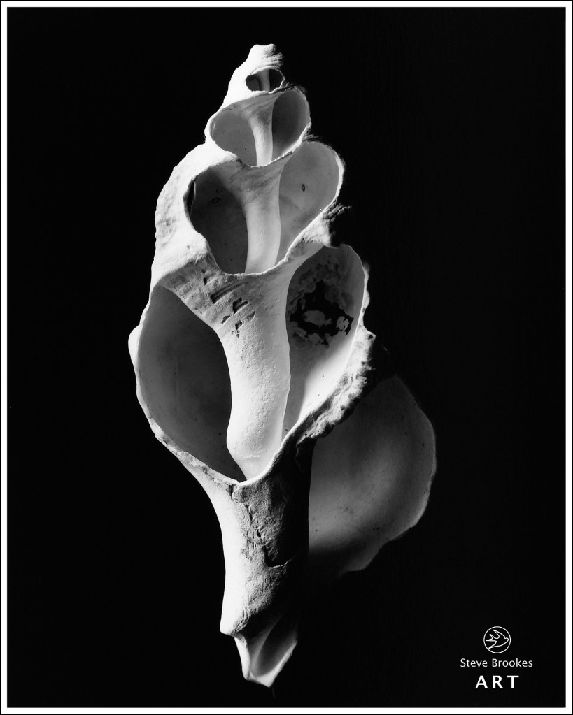 Shell (SSL #1)
