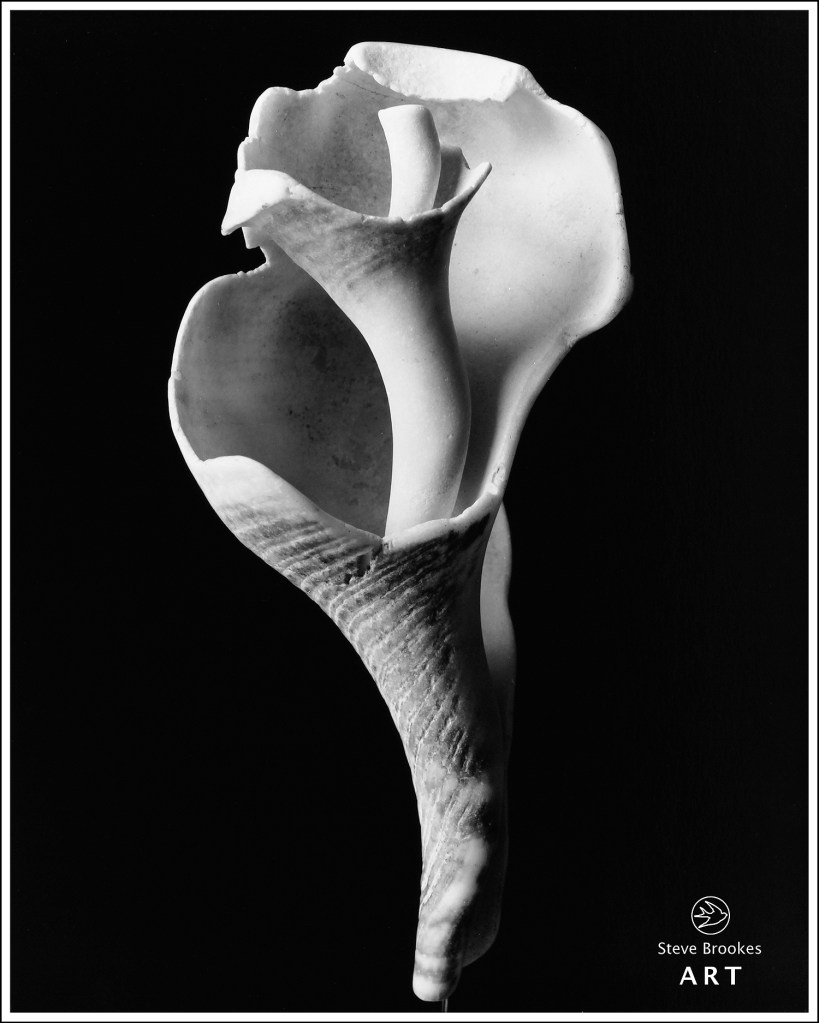 Shell (SSL #4)