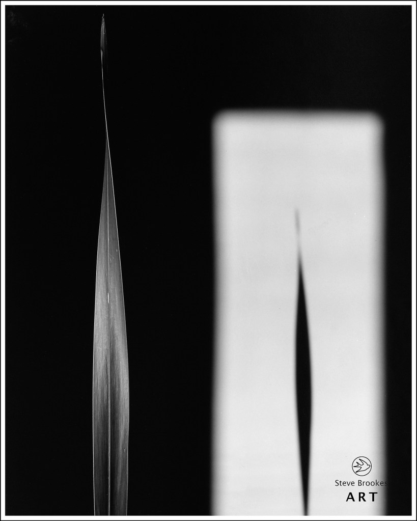 Leaf and Shadow
