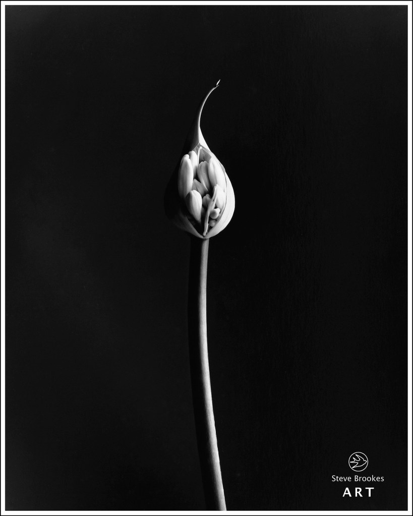 Agapanthus