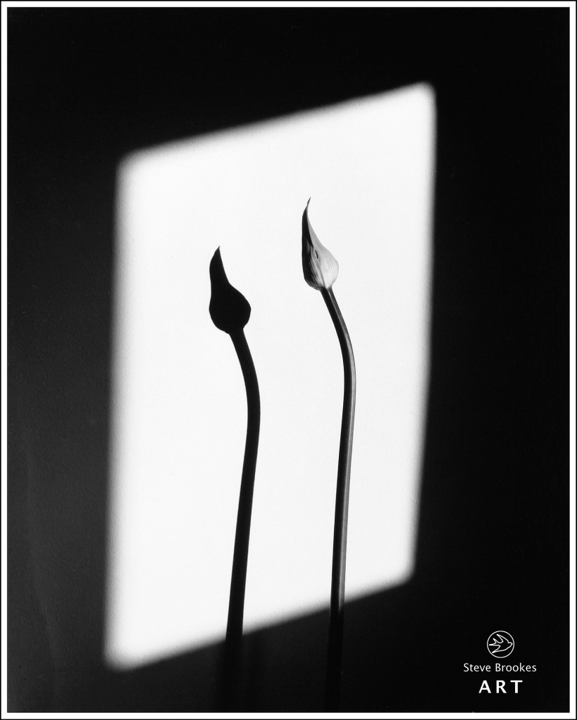 Agapanthus and Shadow