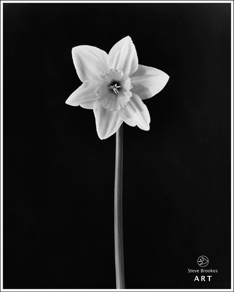 Daffodil