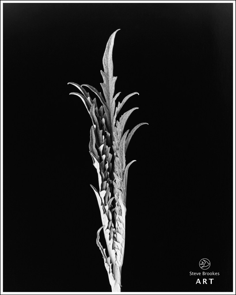 Fern Leaf