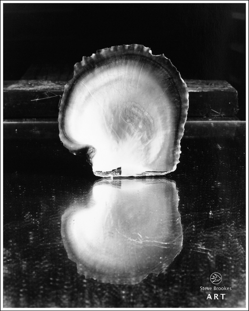 Oyster Shell and Mirror (SSL #25)