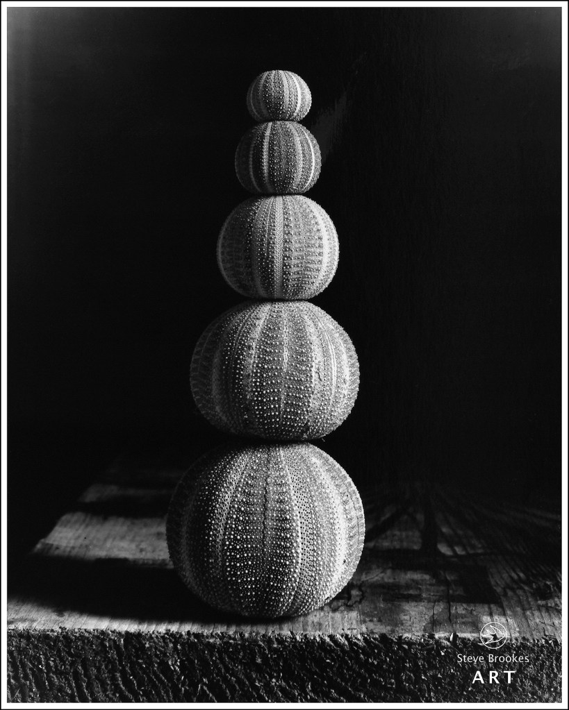 Stack of Sea Urchins (SSL #26)