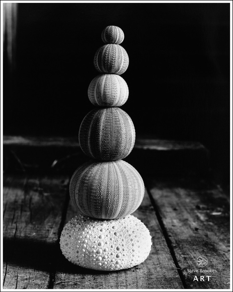 Stack of Sea Urchins (SSL #28)