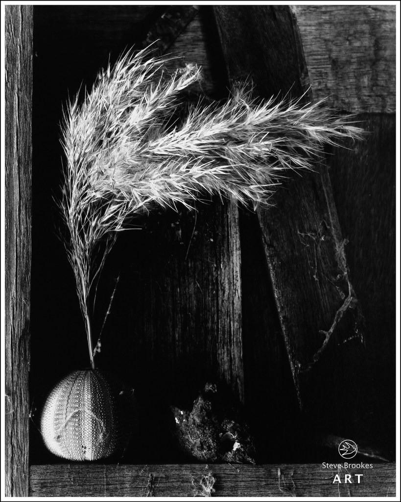 Sea Urchin and Grass