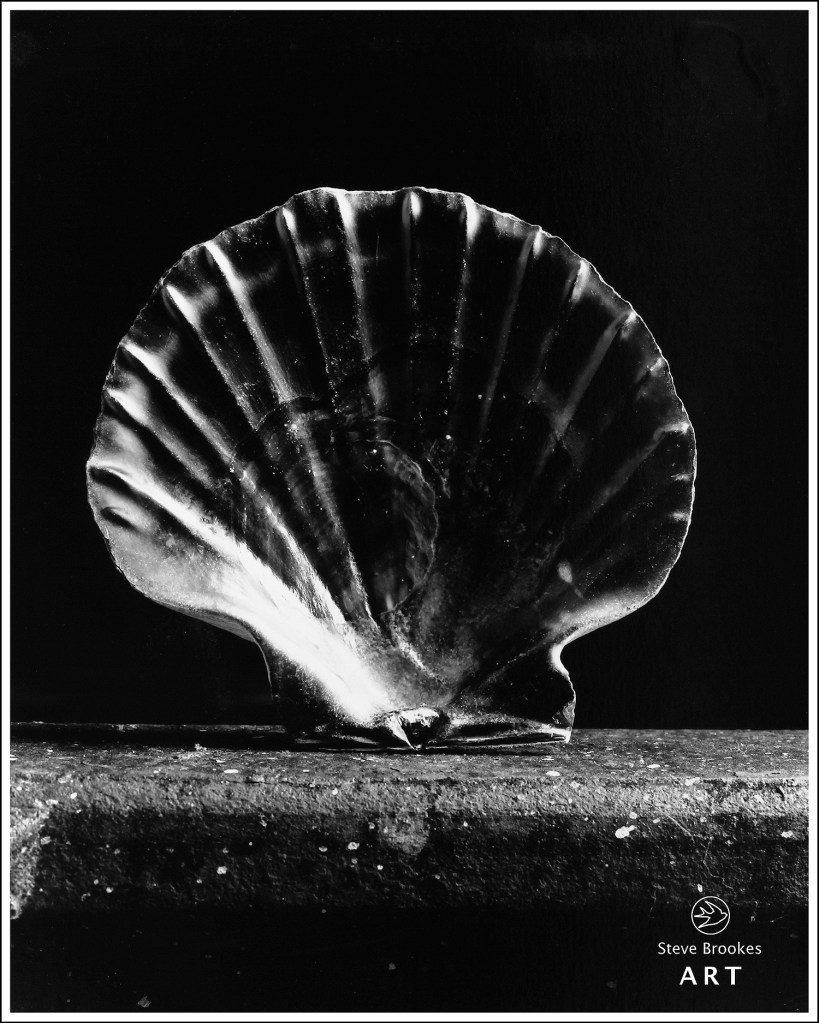 Scallop Shell (SSL #31)