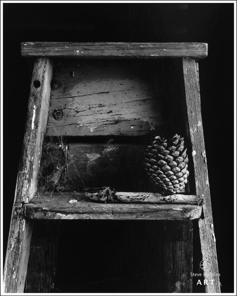 Pine Cone and Ladder