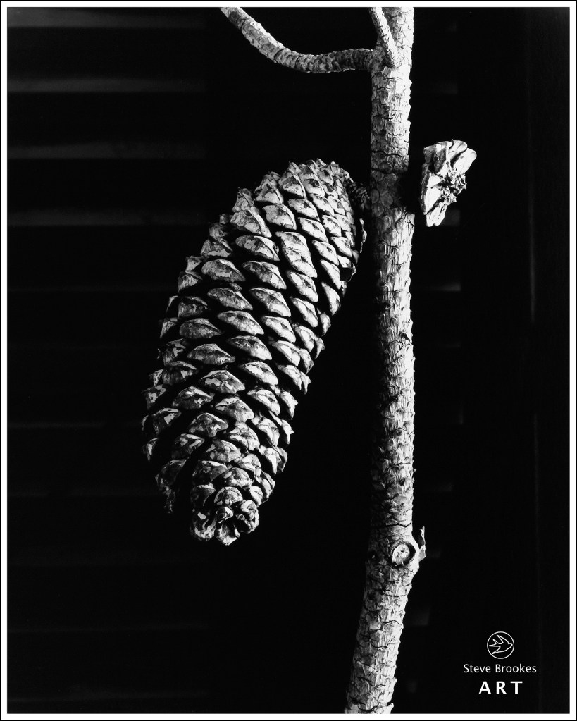 Pine Cone