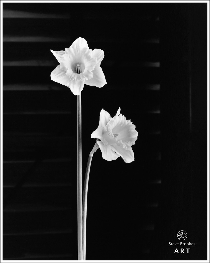 Daffodils