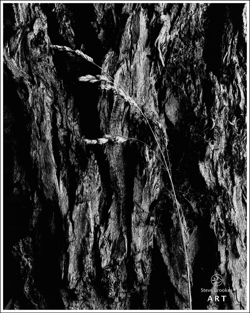 Grass and Tree Bark