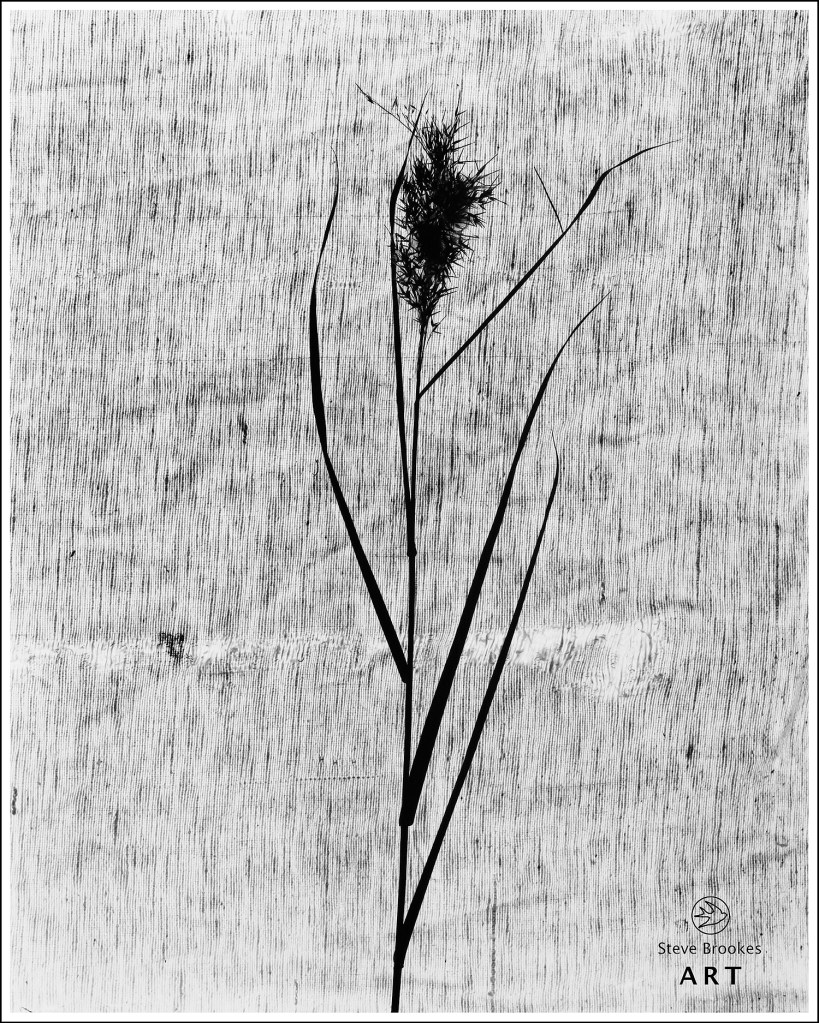 Reed and Curtain