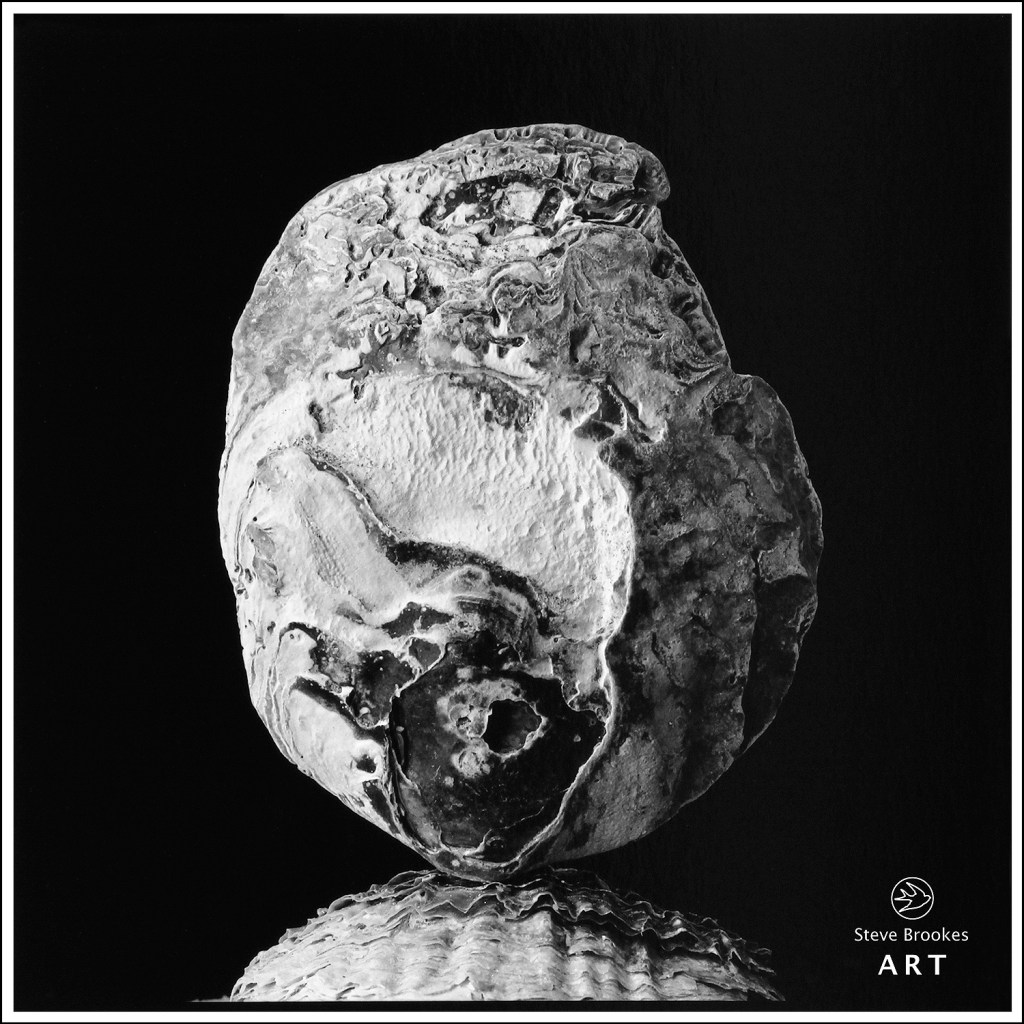 Oyster Shell (SSL #47)