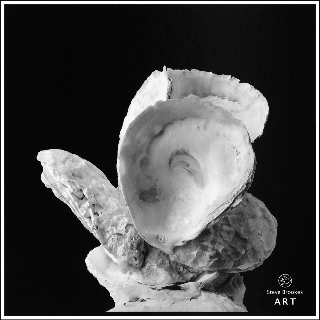 Oyster Shells (SSL #48)