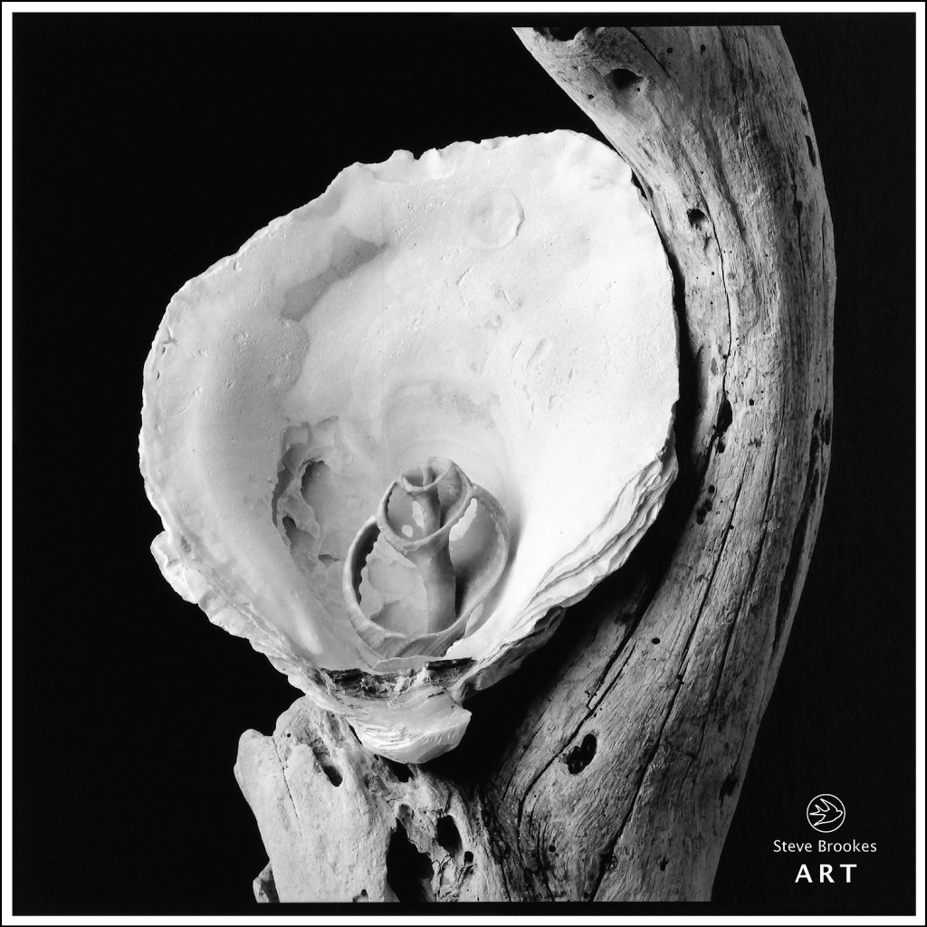 Shells and Driftwood (SSL #49)