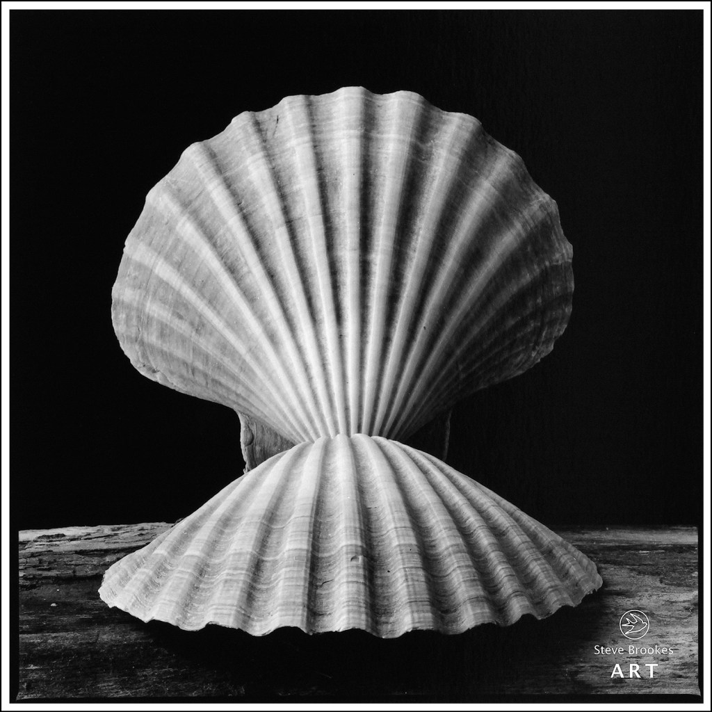 Scallop Shells and Driftwood (SSL #50)