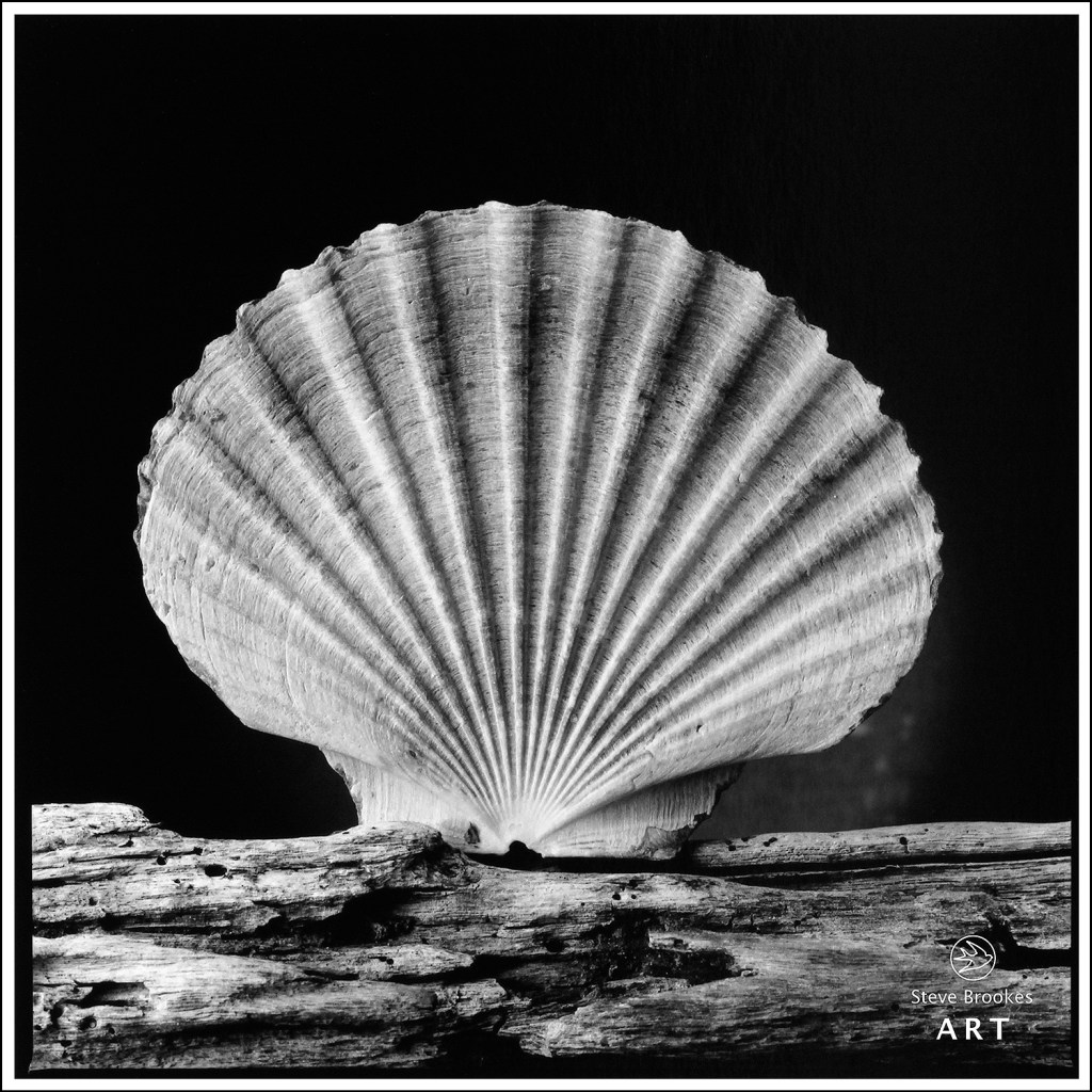 Scallop Shell and Driftwood (SSL #51)
