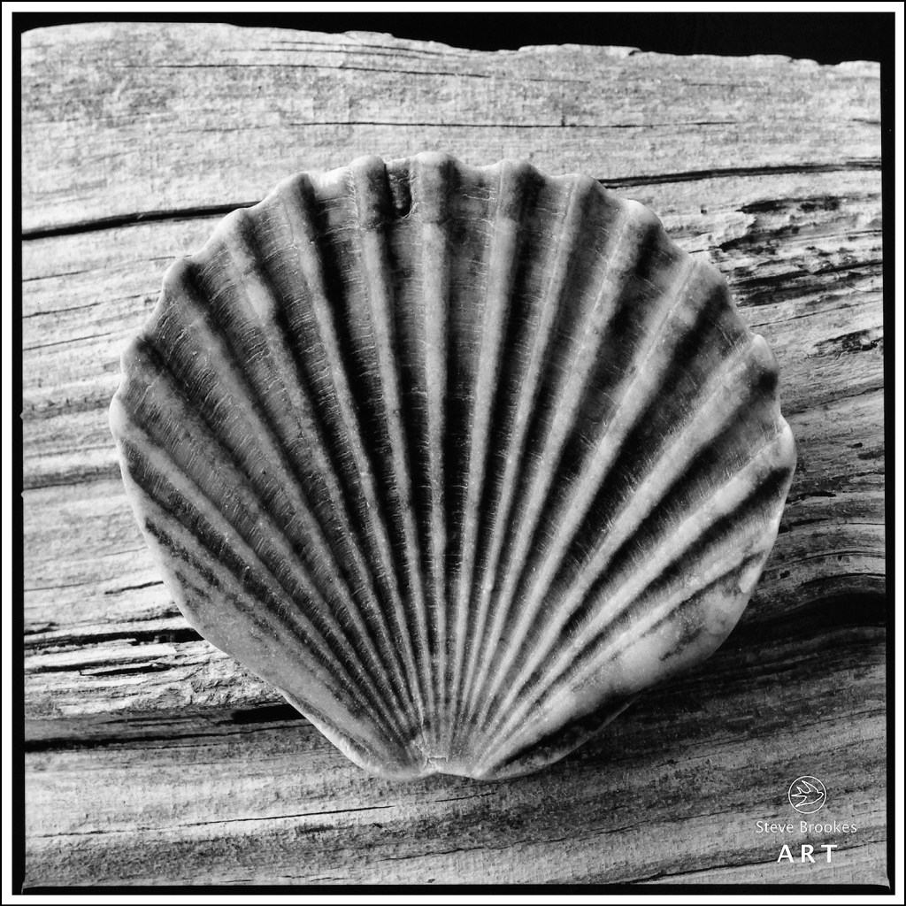 Scallop Shell and Driftwood (SSL #52)