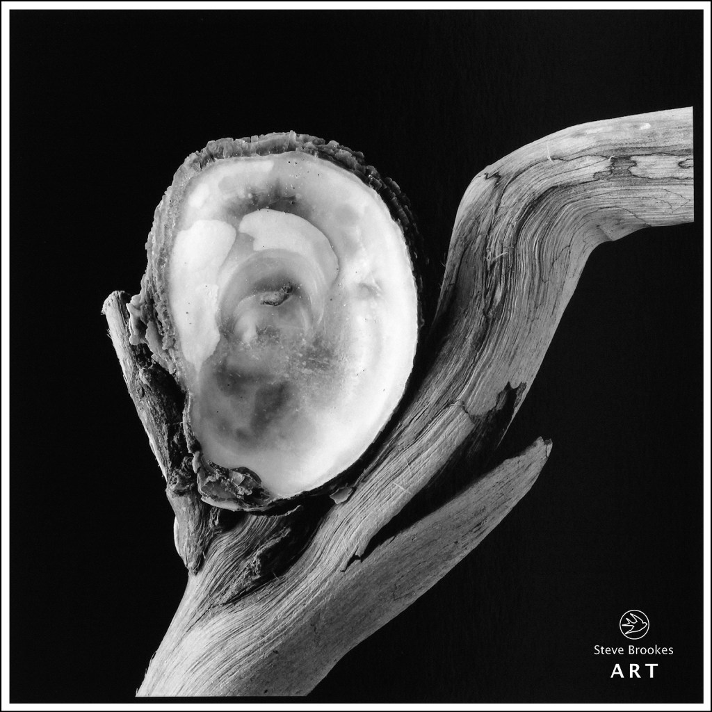 Shell and Driftwood (SSL #53)