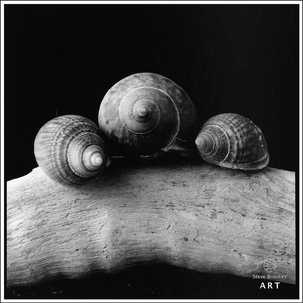 Shells and Driftwood (SSL #54)