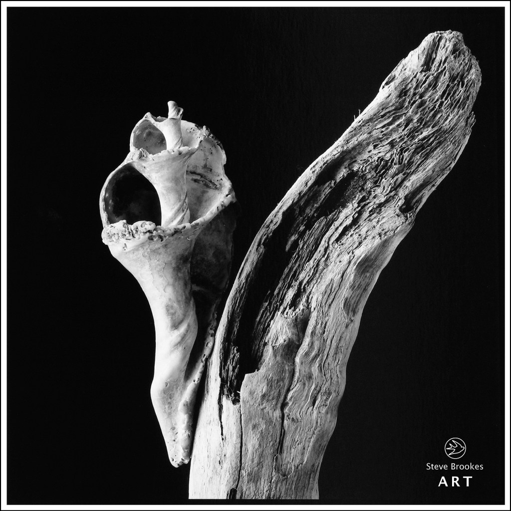 Shell and Driftwood (SSL #55)