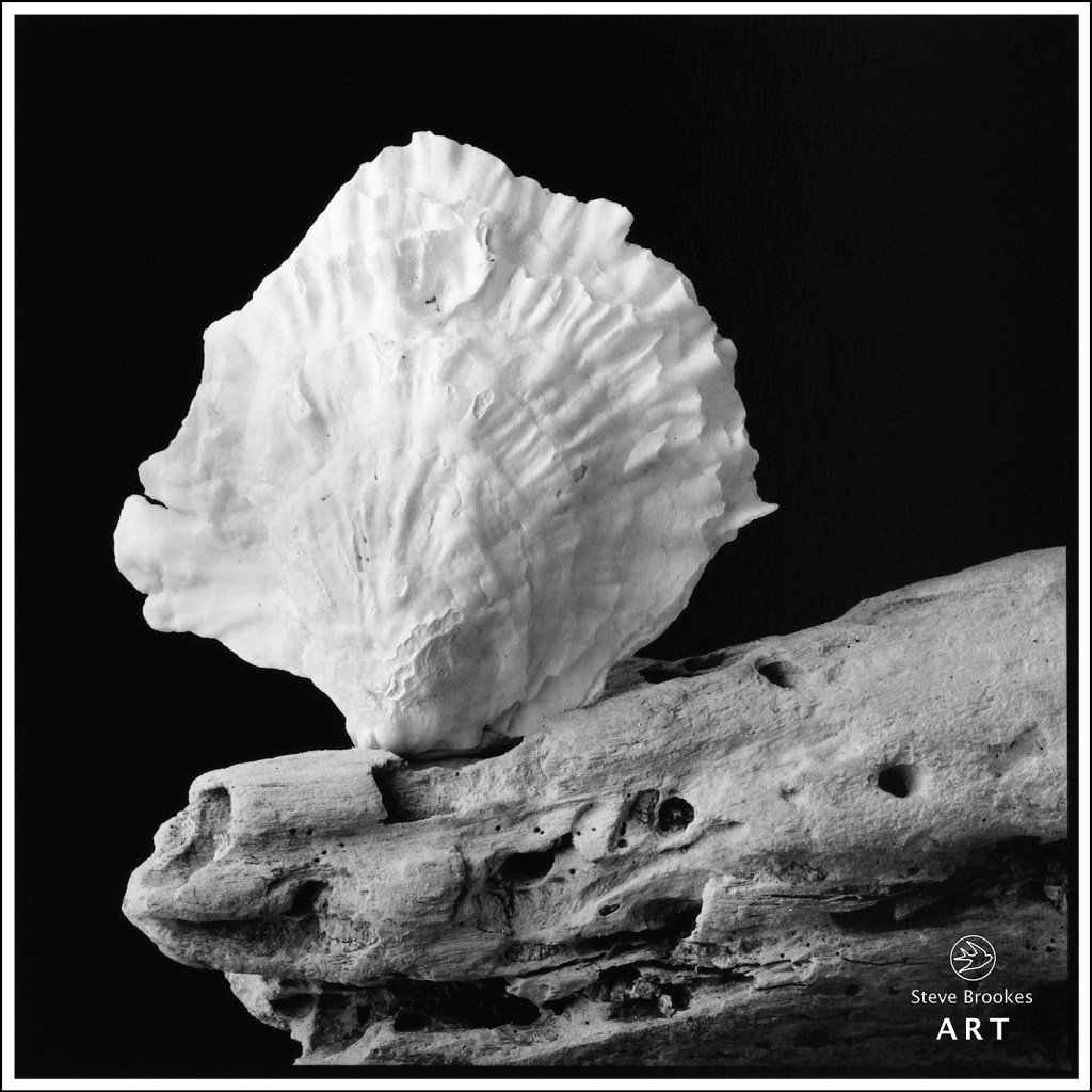 Oyster Shell and Driftwood (SSL #56)