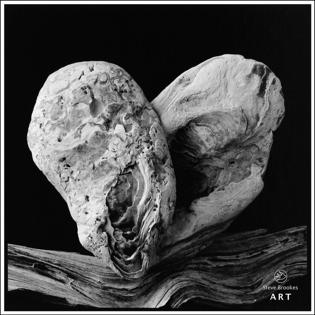 Oyster Shells and Driftwood (SSL #57)